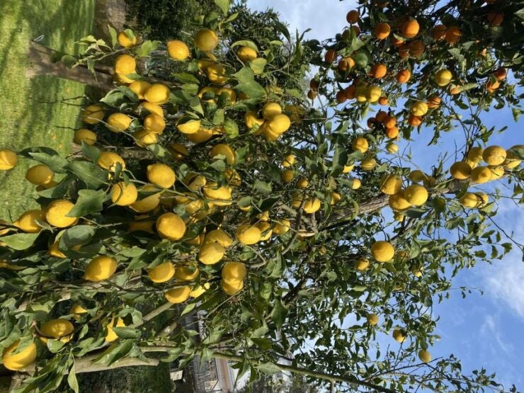 Piano Di Sorrento: Cooking Class With Food Tasting and Wine - Experience Highlights