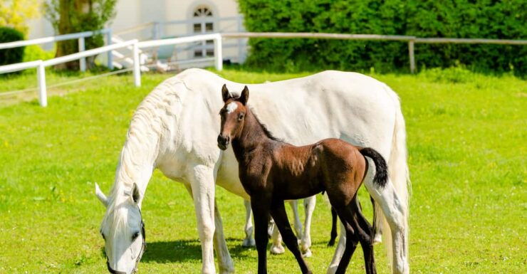 Piber: Lipizzan Stud Guided Tour - Good To Know