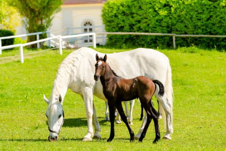 Piber: Lipizzan Stud Guided Tour - Experience Highlights