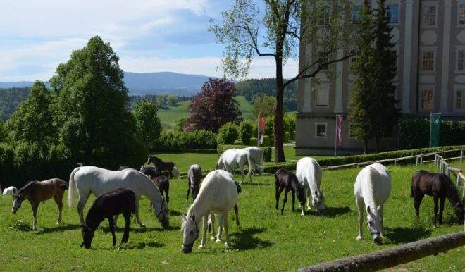 Piber: Lipizzan Stud Guided Tour - Accessibility and Language