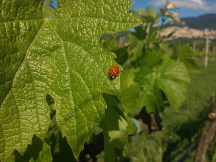 Pic Nic Deluxe Assisi and Wine Tasting 5 Wines - Activity Details