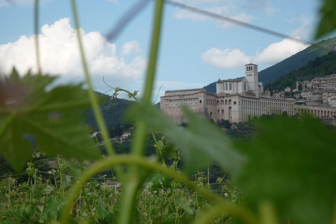 Pic Nic Deluxe Assisi for 2 and Wine Tasting 5 Wines - Self-Guided Stroll Through Vineyards