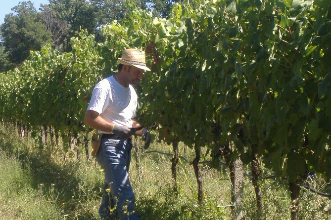 Pic Nic Deluxe Assisi for 2 and Wine Tasting 5 Wines - Common Questions