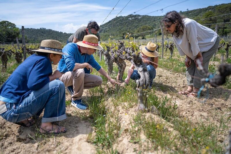 Pic Saint-Loup: Full Day Wine and Olive Tour - Good To Know