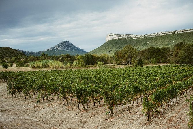 Pic St Loup Wine Tasting and Winery Lunch From Montpellier  - Cancel 24H Prior & Full Refund - Tour Details and Highlights