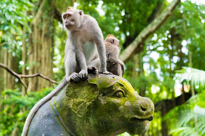 Pick 5 Destinations: Customized Ubud Tour - Cultural Experiences in Ubud