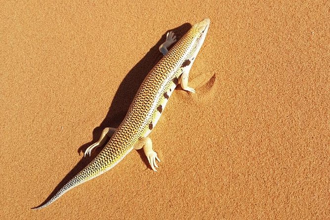 Pick an Outdoor Activity: Balloons, QUAD, Camel Ride, Sahara Trip - Traveler Photos