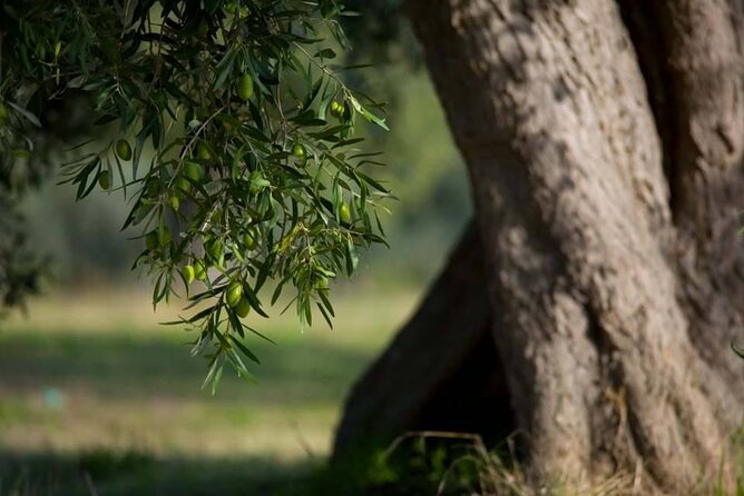 Picnic in Century's Olives Grove Near Matera - Good To Know