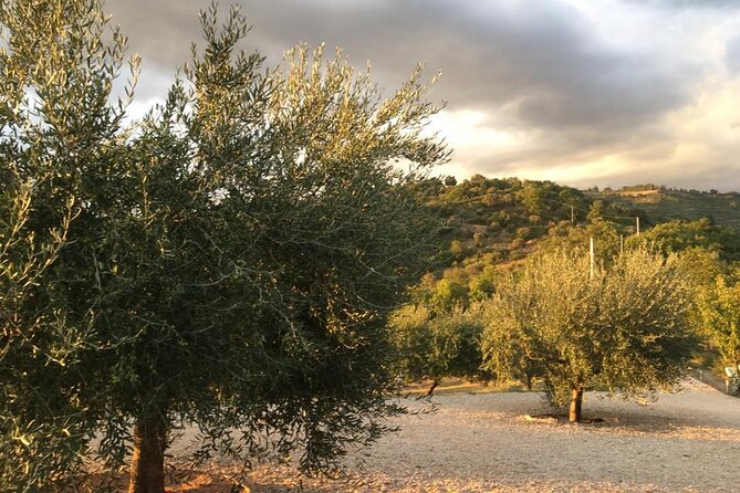 Picnic in Century's Olives Grove Near Matera - Activity Information