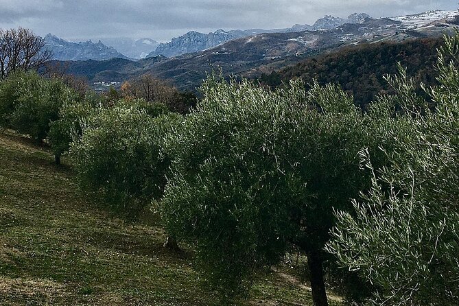 Picnic in Century's Olives Grove Near Matera - The Sum Up