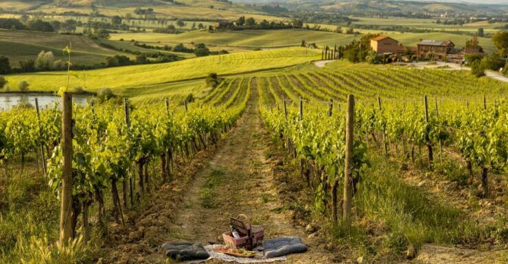 Picnic in Vineyards With Bottle of Rosso Di Montalcino - Picnic Highlights