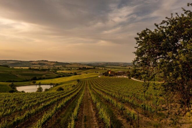 Picnic in Vineyards With Bottle of Rosso Di Montalcino - Inclusions in the Package