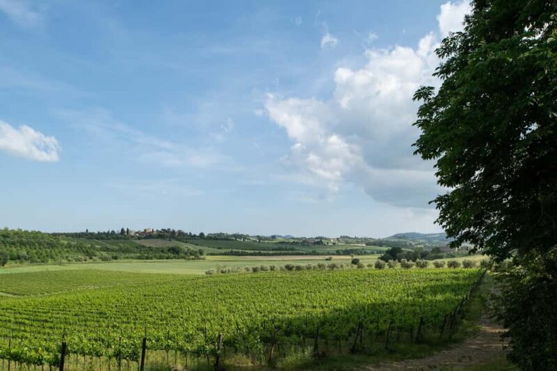 PICNIC on the estate - wine and vineyards - A Simple, Authentic Taste of Tuscany: Wine, Vineyards, and a Picnic