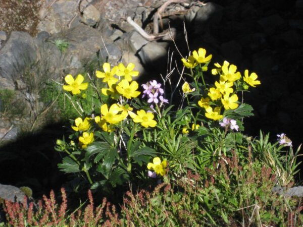 Pico Arieiro / Ruivo / Achada Do Teixeira Full Day Hike - Value for Money