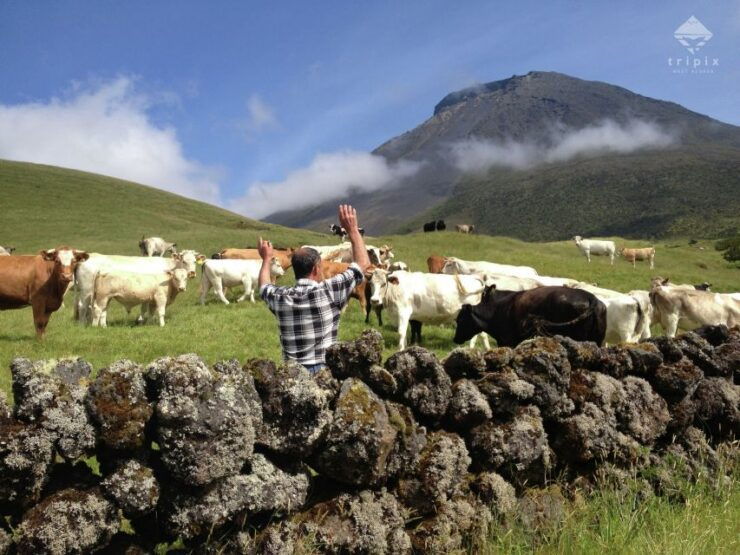 Pico Day Tour: Get to Know Pico Island With a Local Guide - Tour Details