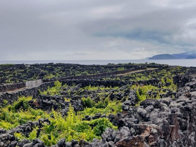 Pico: Discover Pico in 1 Day With Lunch and Wine Tasting - Inclusions