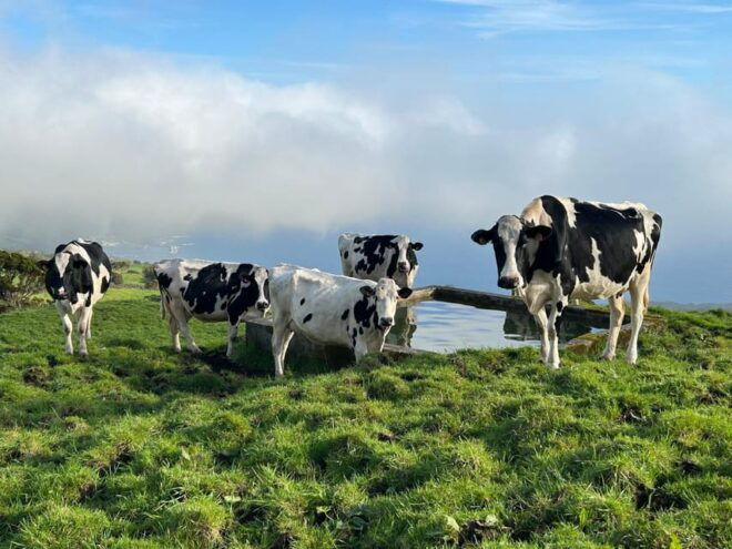 Pico: Discover Pico in 1 Day With Lunch and Wine Tasting - Restrictions