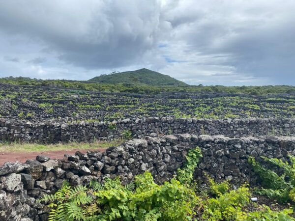 Pico: Discover the Island in 1 Day - Must Sees on Pico - Group Size and Guides