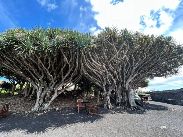 Pico: Discover the Island in 1 Day - Must Sees on Pico - Accessibility Considerations