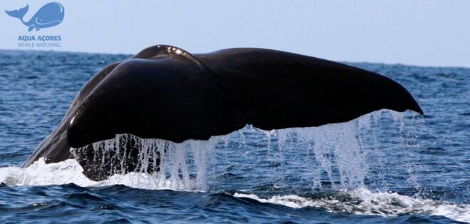 Pico Island: Azores Whale & Dolphin Watching on Zodiac Boat - Full Description