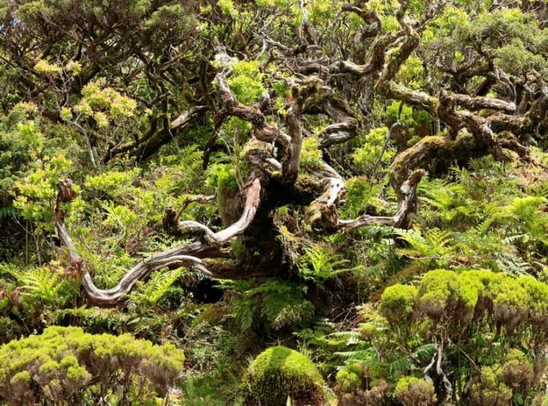 Pico island: discover the volcanic jewel of the Atlantic - Pico Island: Discover the Volcanic Jewel of the Atlantic