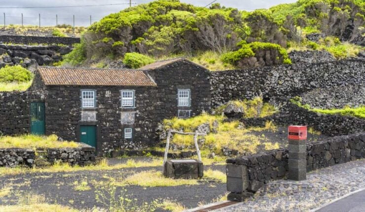 Pico Island: Full Day Wine Culture Tour - Tour Experience