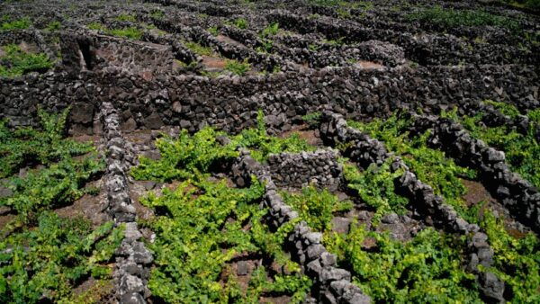 Pico Island: Half Day Private Wine Tour - Frequently Asked Questions