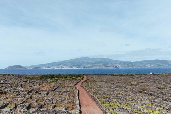 Pico Island: Half Day Private Wine Tour - The Sum Up