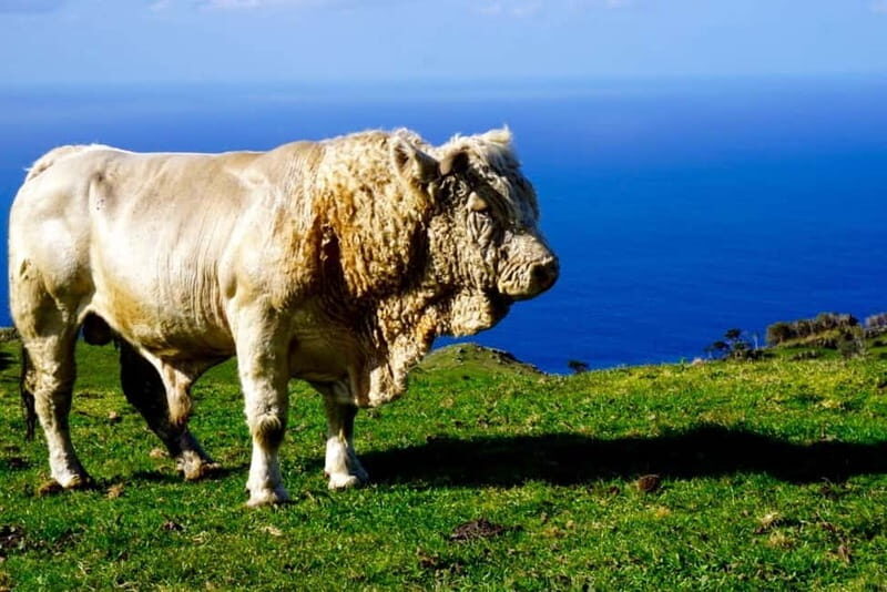 Pico island: highlights, wine tasting and local gastronomy - The Sum Up