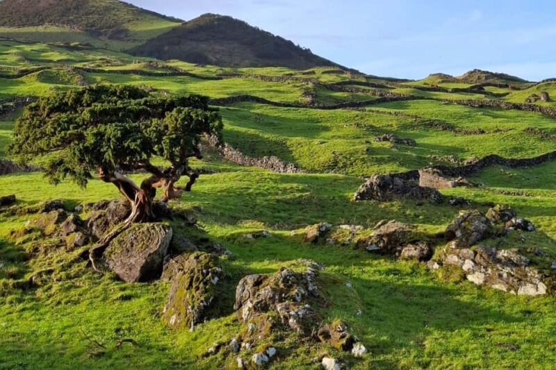 Pico Island: Private Highlights Tour - Engaging Meta Description