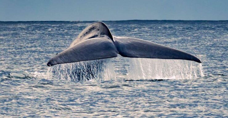 Pico Island: Whale Watching Boat Tour With Biologist Guides - Activity Details and Booking Information