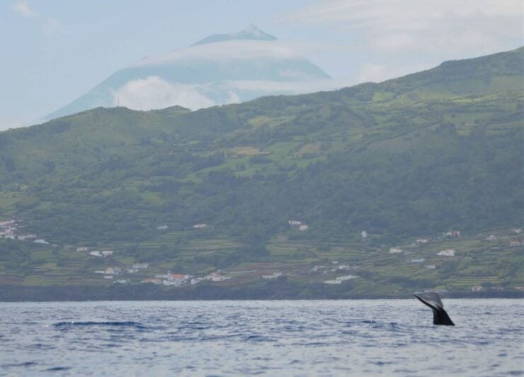Pico Island: Whale Watching Boat Tour With Biologist Guides - Free Cancellation and Flexible Payment Options