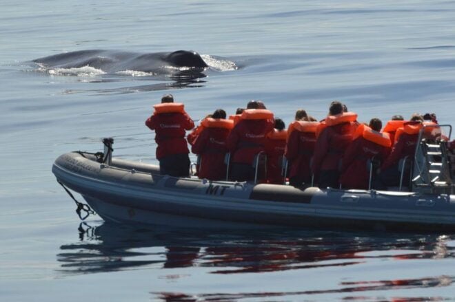 Pico Island: Whale Watching Boat Tour With Biologist Guides - Duration and Starting Times