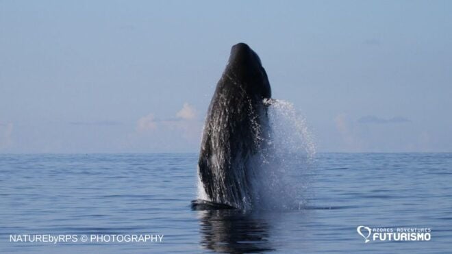 Pico Island: Whale Watching Boat Tour With Biologist Guides - Skip the Ticket Line and Save Time