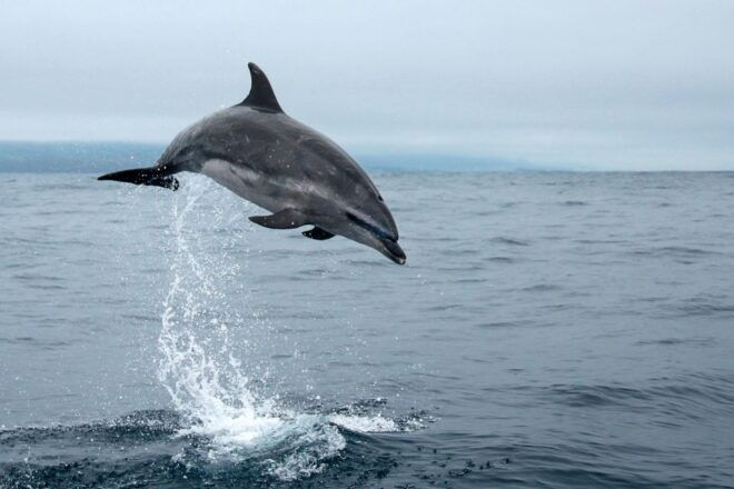 Pico Island: Whale Watching Boat Tour With Biologist Guides - Live Tour Guide in Portuguese and English