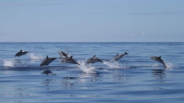 Pico Island: Whale Watching Boat Tour With Biologist Guides - Full Description of the Tour
