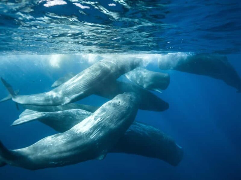Pico Island: Whale Watching Experience from Lajes do Pico - Good To Know
