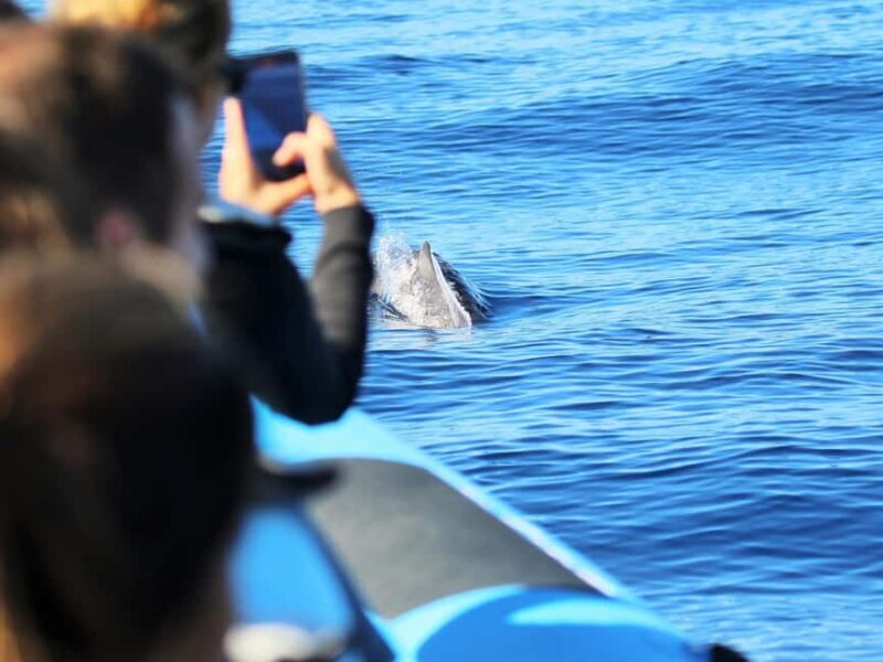 Pico Island: Whale Watching Experience from Lajes do Pico - Exploring the Tour in Detail