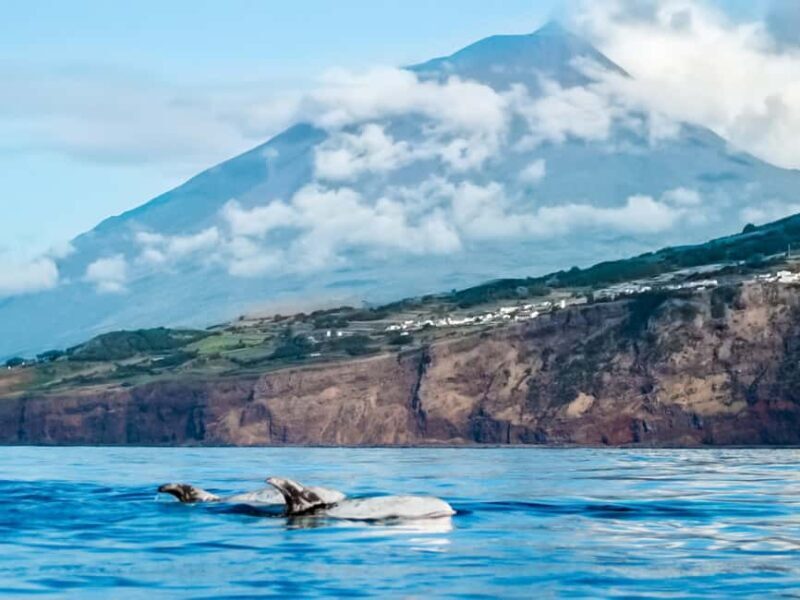 Pico Island: Whale Watching Experience from Lajes do Pico - Authentic Experiences from Reviews