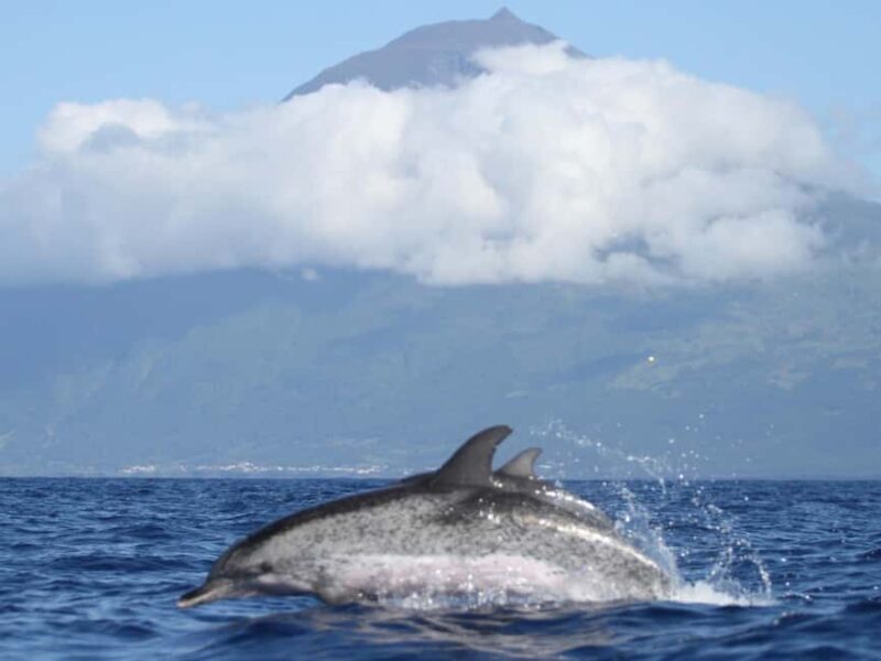 Pico Island: Whale Watching Experience from Lajes do Pico - Who Should Consider This Tour?