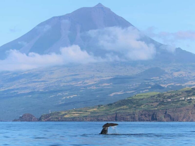 Pico Island: Whale Watching Experience from Lajes do Pico - Final Thoughts