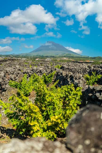 Pico Island: Wine and Vineyards Tour with Tasting - Good To Know