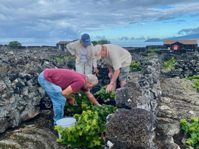 Pico Island: Wine Tasting, Independent Producers & Culture - Local Food and Wine Pairings