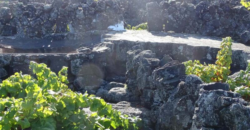 Pico Wine Tours - Good To Know