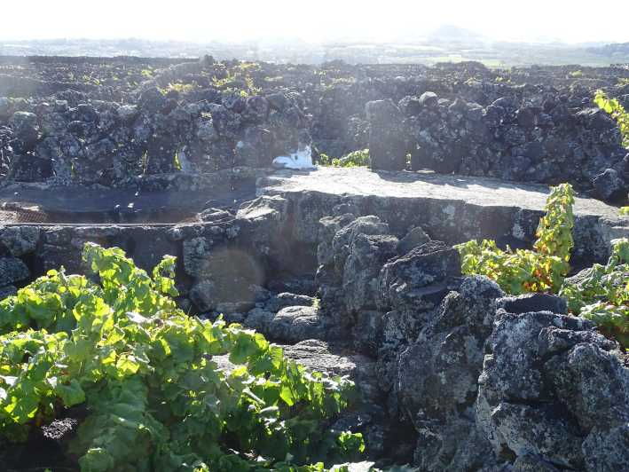 Pico Wine Tours - Good To Know