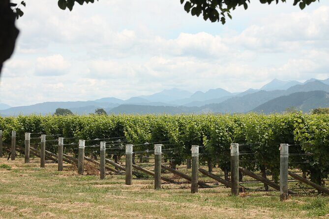 Picton & Blenheim Scenic Tour - What to Expect from the Picton & Blenheim Scenic Tour