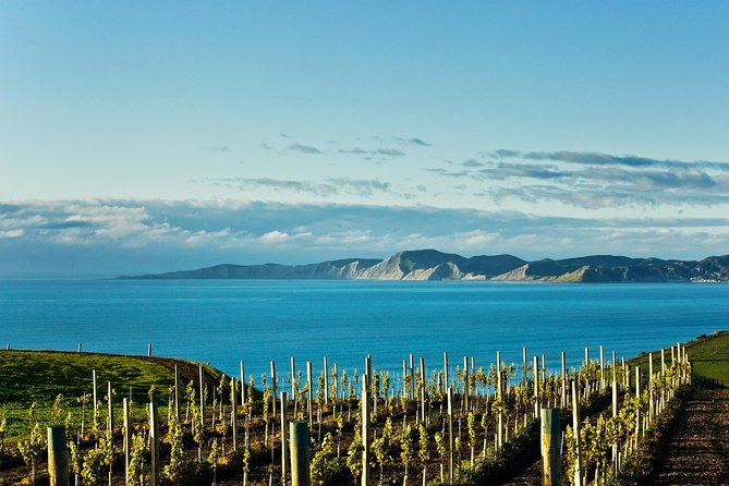 Picton CRUISE SHIP Shore Excursion Marlborough Wine Tour - Traveler Tips