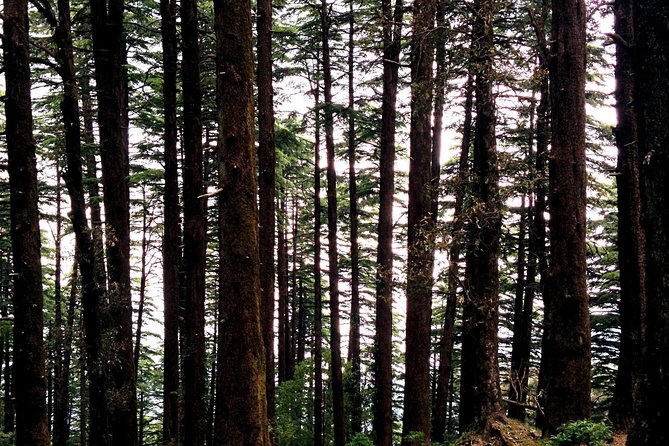 Picturesque Binsar With Trekking in Himalayas - Itinerary Overview