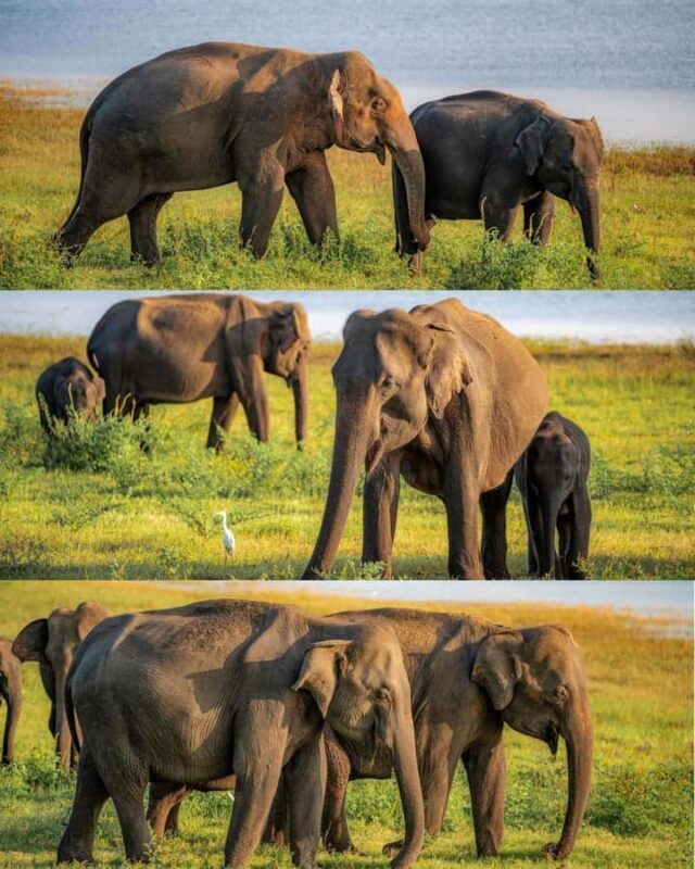 Pidurangala Rock Hike & Hurulu Eco Park Elephant Safari - The Experience in Detail