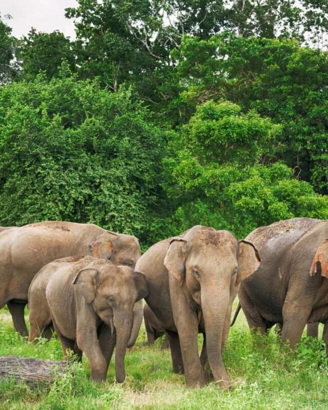 Pidurangala Rock Hike & Hurulu Eco Park Elephant Safari - FAQ